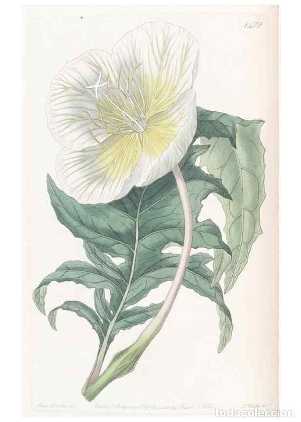 Colecionismo de Revistas e Jornais: Reproducci&oacute;n/Reproduction 49825202776: Edwards's botanical register.. London :James Ridgway,1829-184