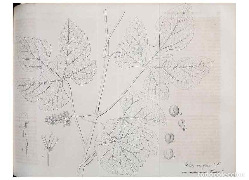 Collezionismo di Riviste e Giornali: Reproducci&oacute;n/Reproduction 49689994098: Gartenflora.. Erlangen :F. Enke,1852-1940.. - Deutsche Garten