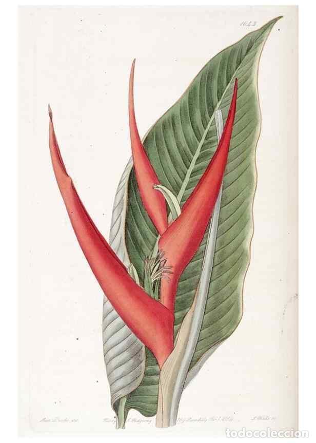 Collezionismo di Riviste e Giornali: Reproducci&oacute;n/Reproduction 49822956531: Edwards's botanical register.. London :James Ridgway,1829-184