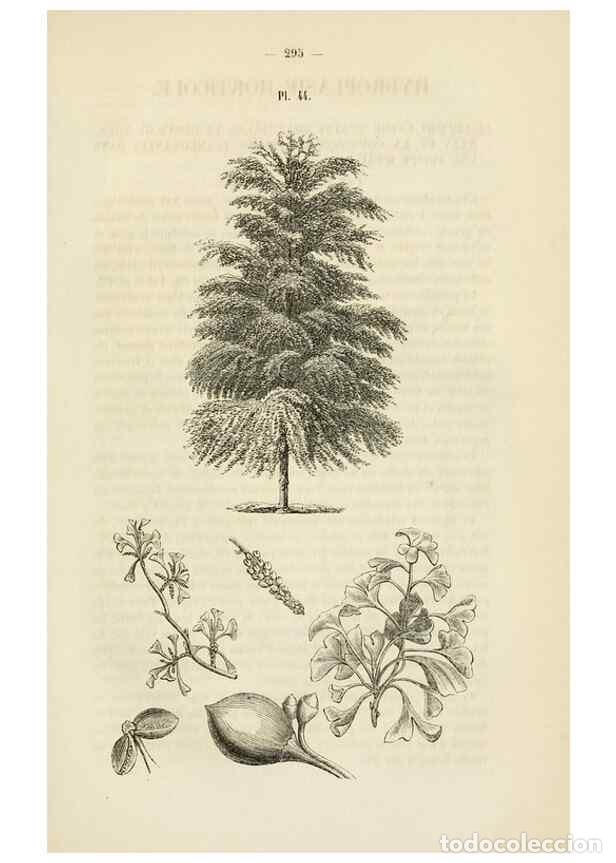 Collezionismo di Riviste e Giornali: Reproducci&oacute;n/Reproduction 49268989281: Belgique horticole.. Li&eacute;ge.. - Morren, Charles,