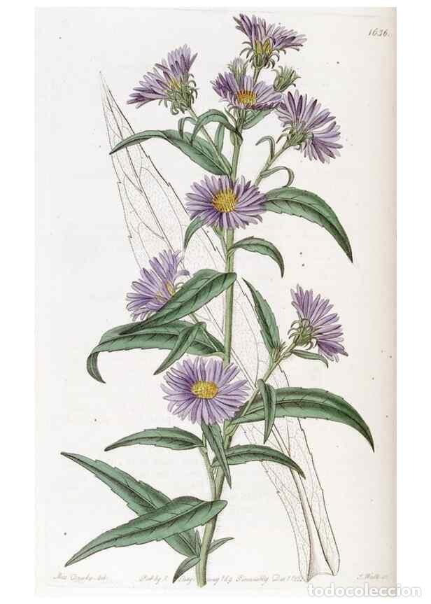 Collezionismo di Riviste e Giornali: Reproducci&oacute;n/Reproduction 49823269837: Edwards's botanical register.. London :James Ridgway,1829-184