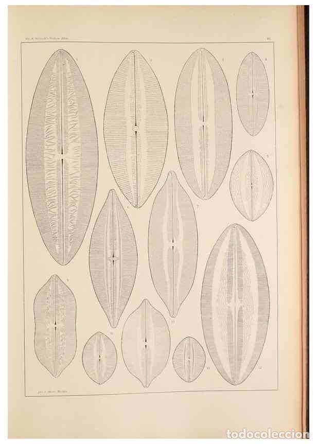 Collezionismo di Riviste e Giornali: Reproducci&oacute;n/Reproduction 49352630302: Atlas der Diatomaceen-Kunde /. Leipzig :O.R. Reisland,[1874-1