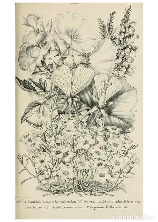 Collezionismo di Riviste e Giornali: Reproducci&oacute;n/Reproduction 49265078491: Belgique horticole.. Li&eacute;ge.. - Morren, Charles,