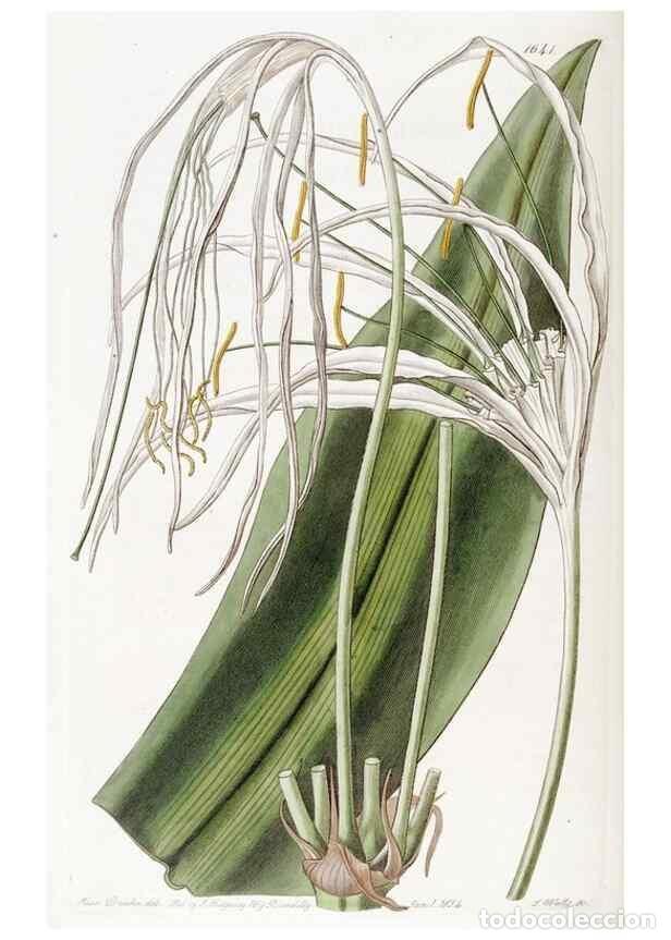 Collezionismo di Riviste e Giornali: Reproducci&oacute;n/Reproduction 49822420638: Edwards's botanical register.. London :James Ridgway,1829-184