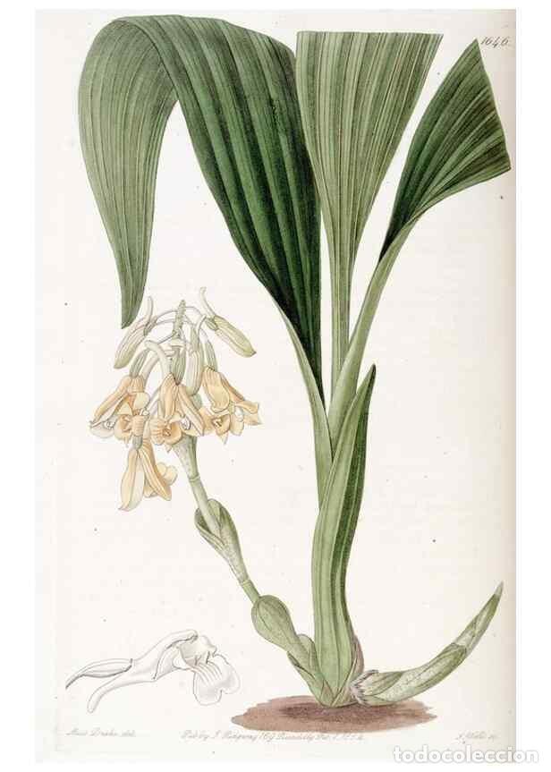 Collezionismo di Riviste e Giornali: Reproducci&oacute;n/Reproduction 49822422353: Edwards's botanical register.. London :James Ridgway,1829-184