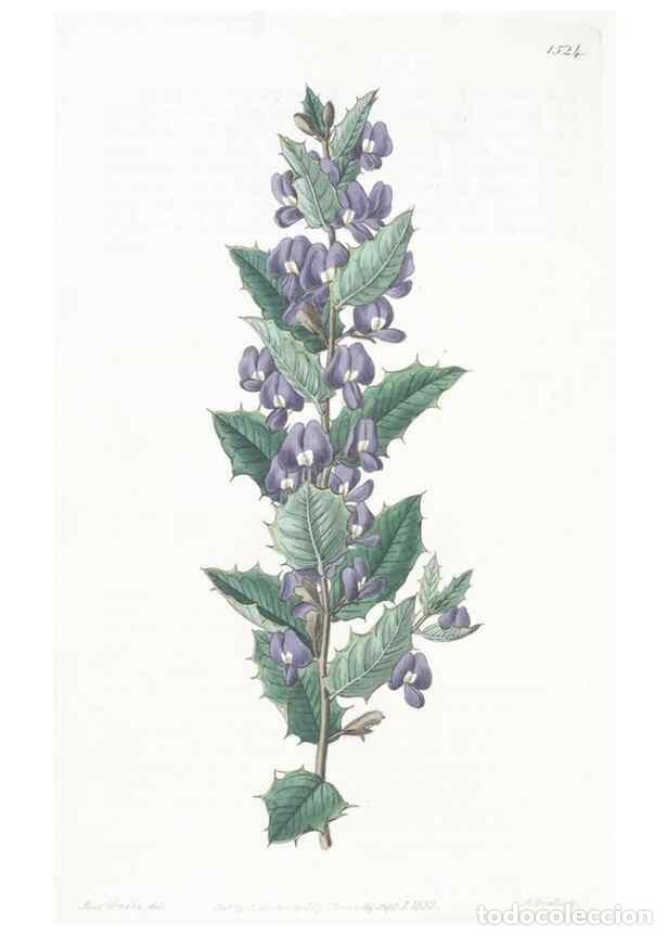 Colecionismo de Revistas e Jornais: Reproducci&oacute;n/Reproduction 49825534327: Edwards's botanical register.. London :James Ridgway,1829-184