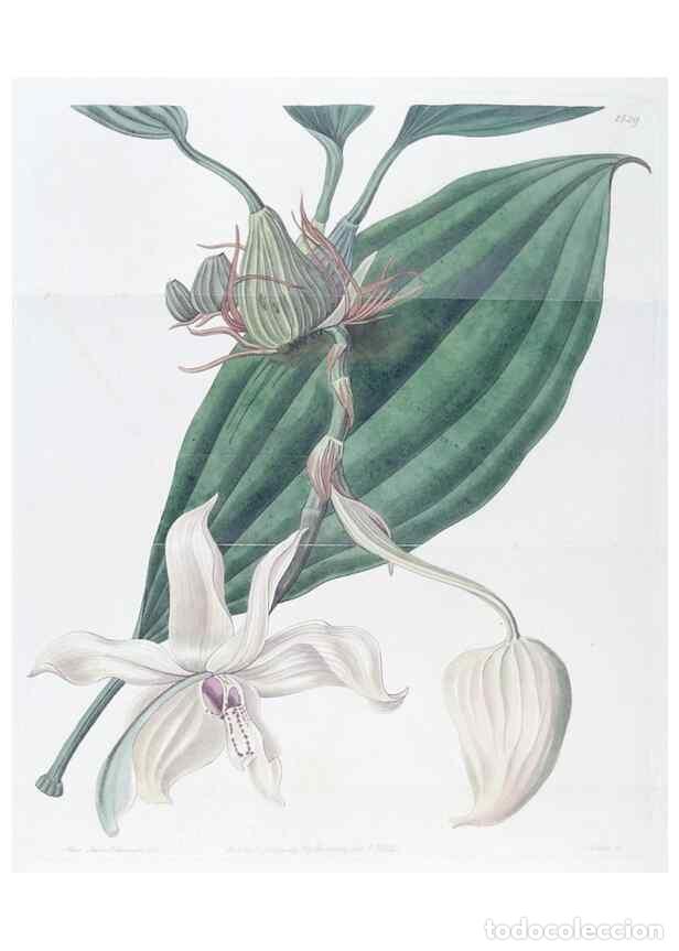 Colecionismo de Revistas e Jornais: Reproducci&oacute;n/Reproduction 49825214591: Edwards's botanical register.. London :James Ridgway,1829-184