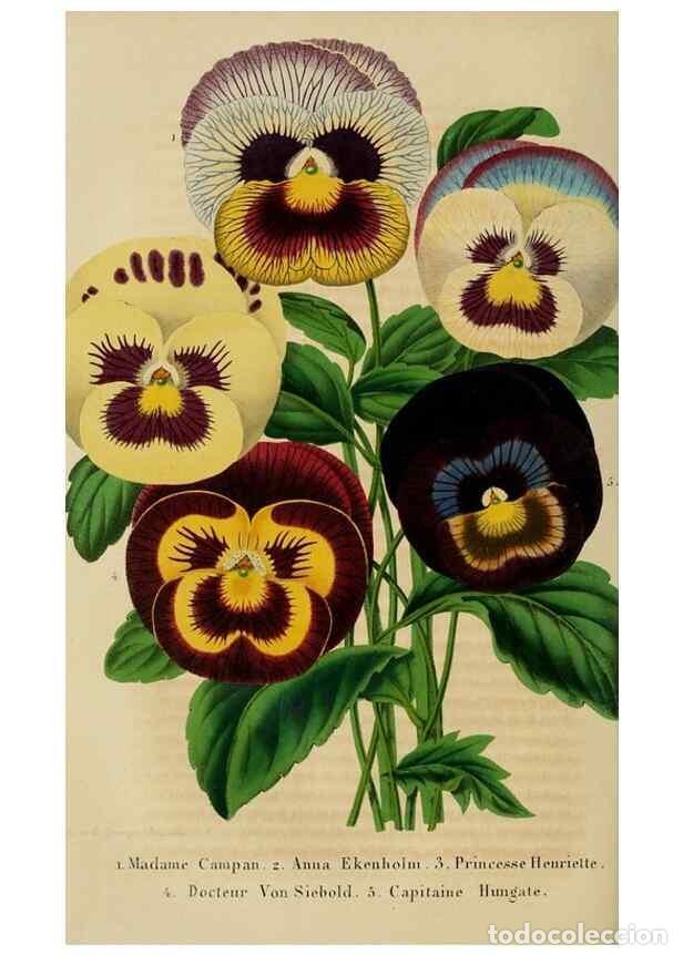 Colecionismo de Revistas e Jornais: Reproducci&oacute;n/Reproduction 49265083921: Belgique horticole.. Li&eacute;ge.. - Morren, Charles,