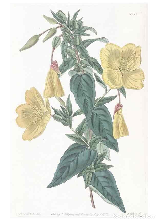 Colecionismo de Revistas e Jornais: Reproducci&oacute;n/Reproduction 49825210216: Edwards's botanical register.. London :James Ridgway,1829-184