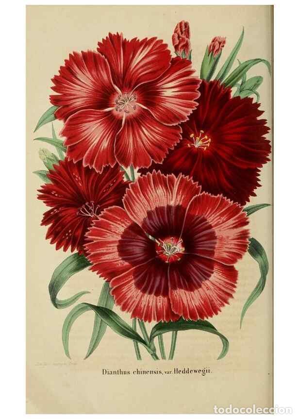 Colecionismo de Revistas e Jornais: Reproducci&oacute;n/Reproduction 49263820398: Belgique horticole.. Li&eacute;ge.. - Morren, Charles,