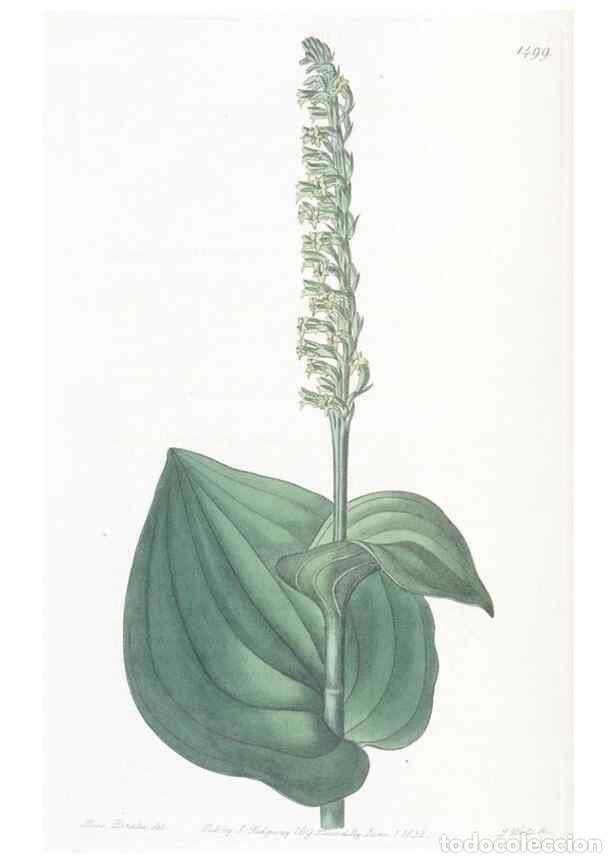 Colecionismo de Revistas e Jornais: Reproducci&oacute;n/Reproduction 49825528622: Edwards's botanical register.. London :James Ridgway,1829-184