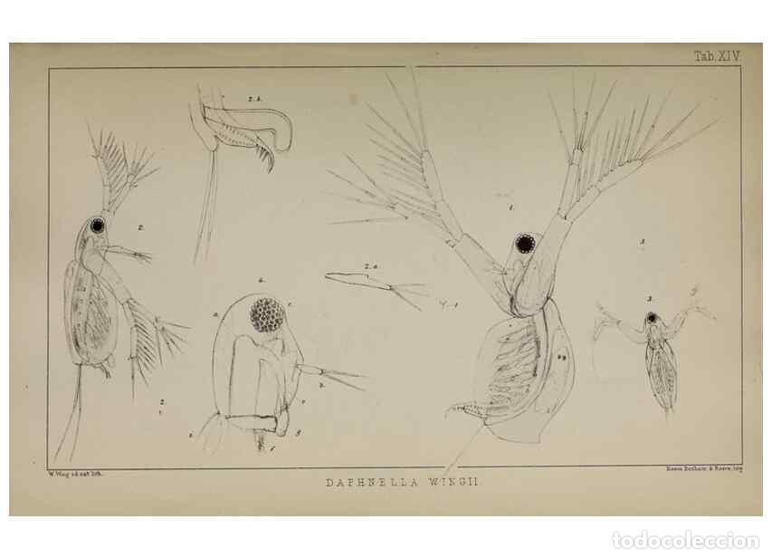 Colecionismo de Revistas e Jornais: Reproducci&oacute;n/Reproduction 49690772633: The natural history of the British Entomostraca.. London,The