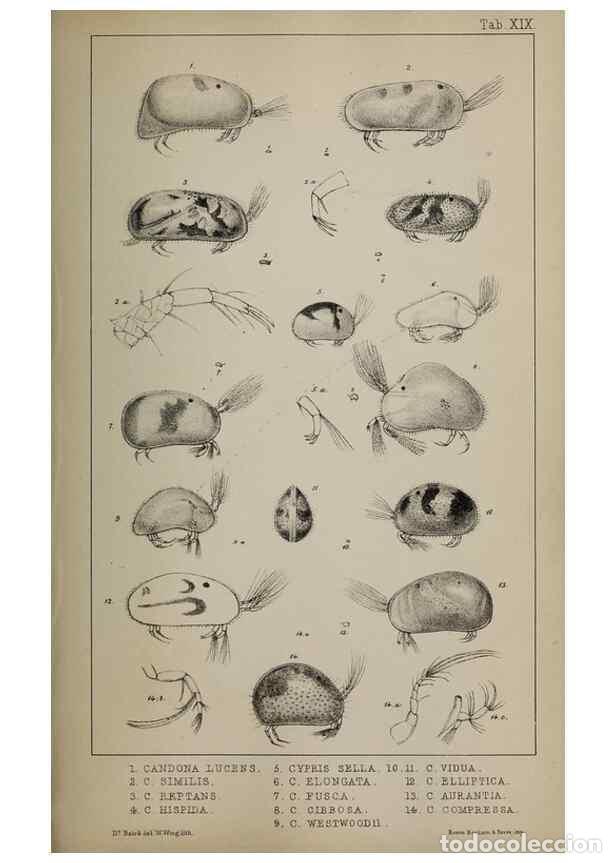 Colecionismo de Revistas e Jornais: Reproducci&oacute;n/Reproduction 49691309161: The natural history of the British Entomostraca.. London,The