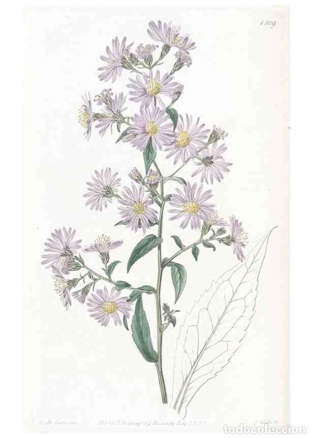 Colecionismo de Revistas e Jornais: Reproducci&oacute;n/Reproduction 49824677273: Edwards's botanical register.. London :James Ridgway,1829-184