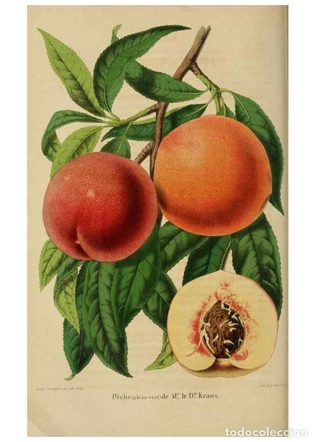 Sammeln von Zeitschriften und Zeitungen: Reproducci&oacute;n/Reproduction 49264474827: Belgique horticole.. Li&eacute;ge.. - Morren, Charles,