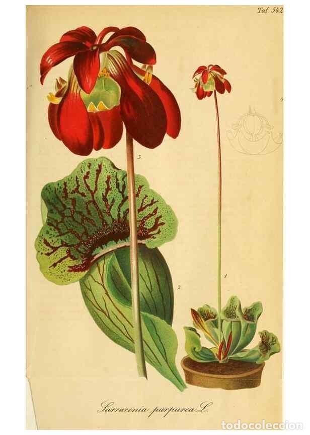 Sammeln von Zeitschriften und Zeitungen: Reproducci&oacute;n/Reproduction 49698273896: Gartenflora.. Erlangen :F. Enke,1852-1940.. - Deutsche Garten