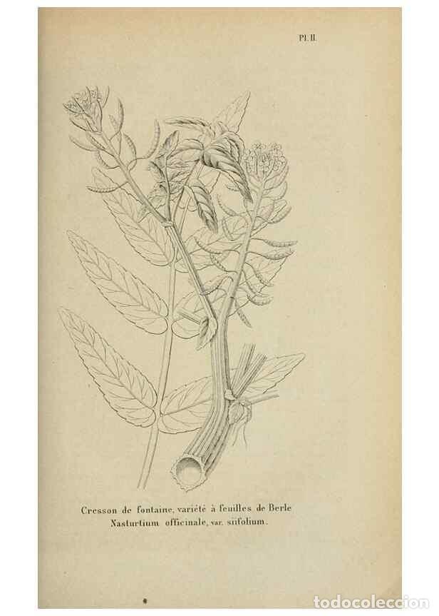 Sammeln von Zeitschriften und Zeitungen: Reproducci&oacute;n/Reproduction 49263815098: Belgique horticole.. Li&eacute;ge.. - Morren, Charles,
