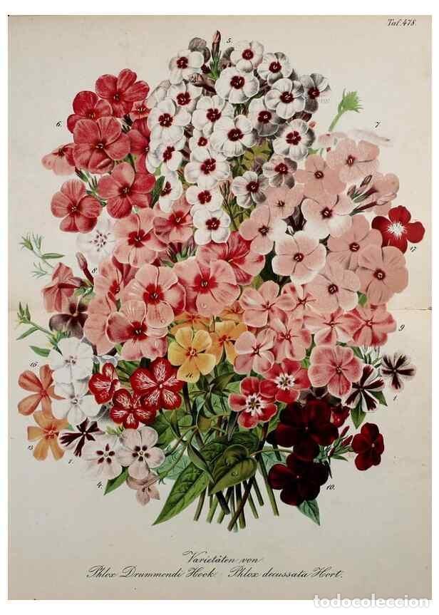 Sammeln von Zeitschriften und Zeitungen: Reproducci&oacute;n/Reproduction 49691169403: Gartenflora.. Erlangen :F. Enke,1852-1940.. - Deutsche Garten