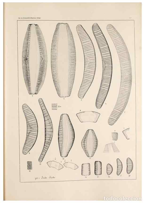 Sammeln von Zeitschriften und Zeitungen: Reproducci&oacute;n/Reproduction 49351965238: Atlas der Diatomaceen-Kunde /. Leipzig :O.R. Reisland,[1874-1