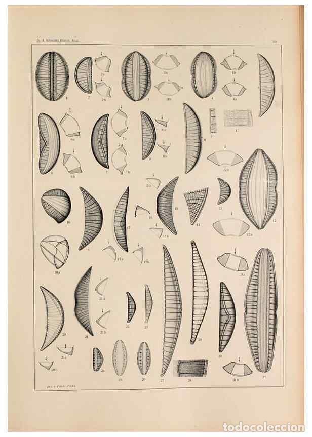 Sammeln von Zeitschriften und Zeitungen: Reproducci&oacute;n/Reproduction 49351966723: Atlas der Diatomaceen-Kunde /. Leipzig :O.R. Reisland,[1874-1