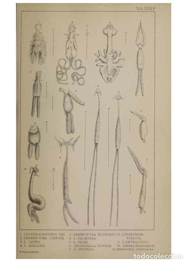 Sammeln von Zeitschriften und Zeitungen: Reproducci&oacute;n/Reproduction 49690777083: The natural history of the British Entomostraca.. London,The