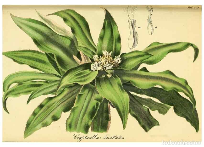 Sammeln von Zeitschriften und Zeitungen: Reproducci&oacute;n/Reproduction 49692007412: Gartenflora.. Erlangen :F. Enke,1852-1940.. - Deutsche Garten