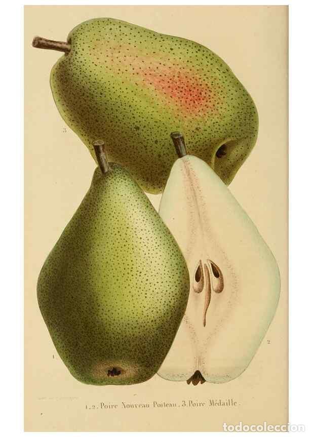 Sammeln von Zeitschriften und Zeitungen: Reproducci&oacute;n/Reproduction 49268987191: Belgique horticole.. Li&eacute;ge.. - Morren, Charles,