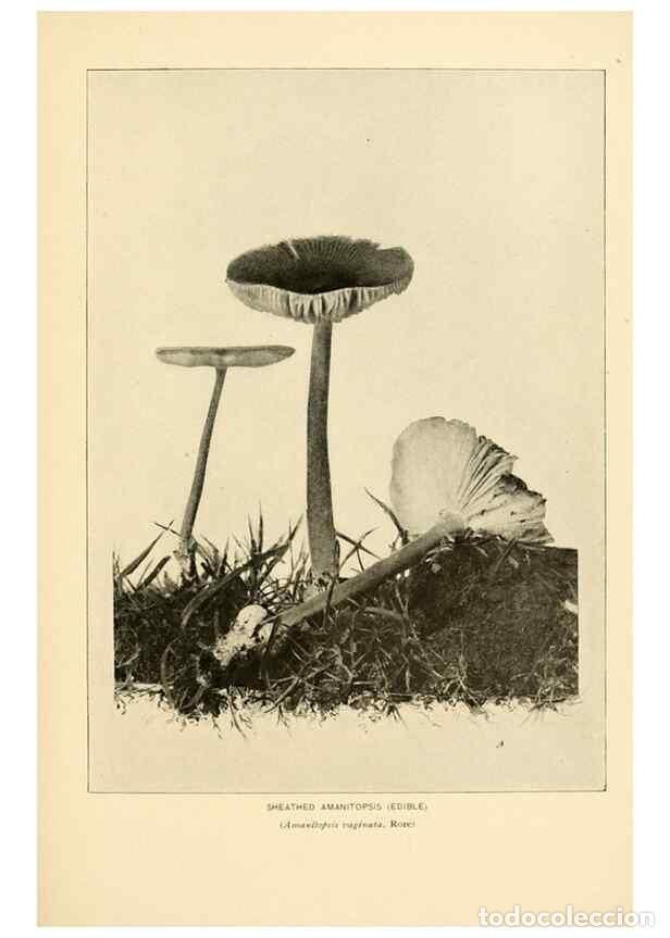 Collezionismo di Riviste e Giornali: Reproducci&oacute;n/Reproduction 49345298468: The mushroom book.. New York,Doubleday, Page,1901.. - Marshal