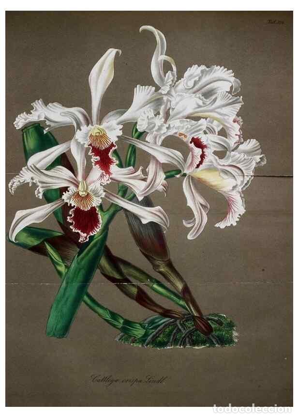 Collezionismo di Riviste e Giornali: Reproducci&oacute;n/Reproduction 49698499071: Gartenflora.. Erlangen :F. Enke,1852-1940.. - Deutsche Garten