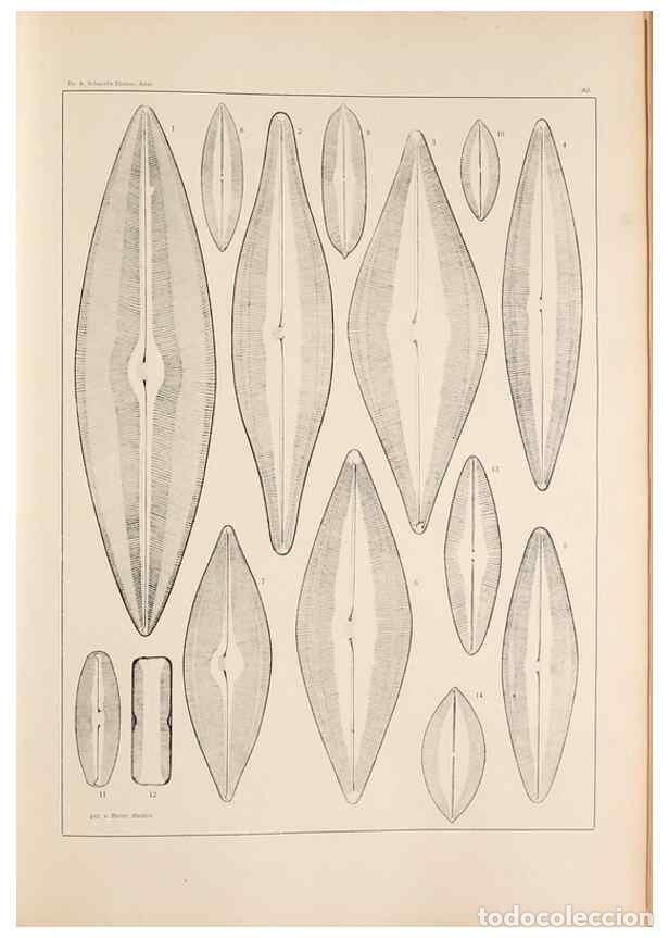 Collezionismo di Riviste e Giornali: Reproducci&oacute;n/Reproduction 49352632892: Atlas der Diatomaceen-Kunde /. Leipzig :O.R. Reisland,[1874-1
