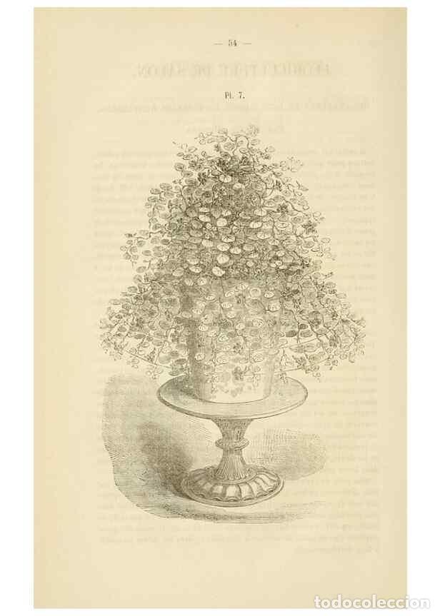 Collezionismo di Riviste e Giornali: Reproducci&oacute;n/Reproduction 49268978016: Belgique horticole.. Li&eacute;ge.. - Morren, Charles,