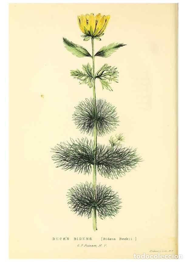 Collezionismo di Riviste e Giornali: Reproducci&oacute;n/Reproduction 49353139047: Rural hours. New York,George P. Putnam,1851.. - Cooper, Susan