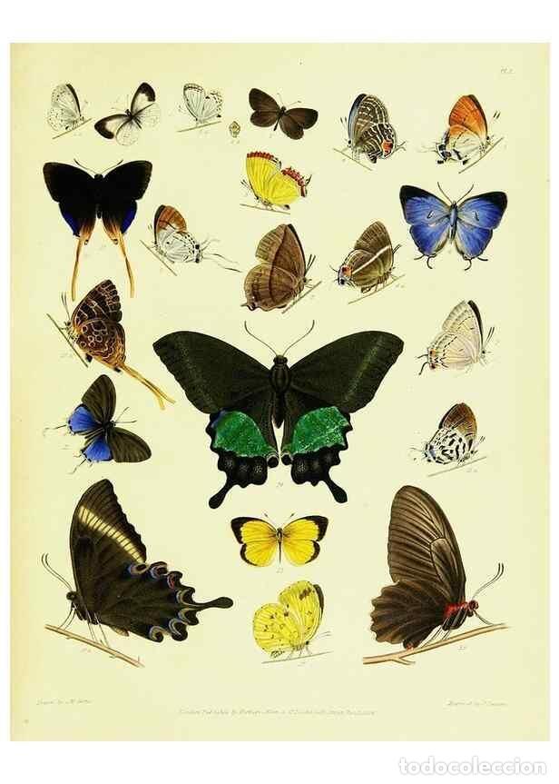 Collection Magazines and Newspapers: Reproducci&oacute;n/Reproduction 49691197231: A Descriptive catalogue of the lepidopterous insects containe