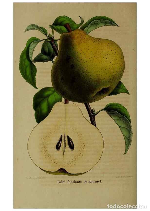 Collection Magazines and Newspapers: Reproducci&oacute;n/Reproduction 49264690793: Belgique horticole.. Li&eacute;ge.. - Morren, Charles,