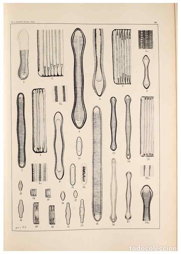 Collection Magazines and Newspapers: Reproducci&oacute;n/Reproduction 49385595186: Atlas der Diatomaceen-Kunde /. Leipzig :O.R. Reisland,[1874-1