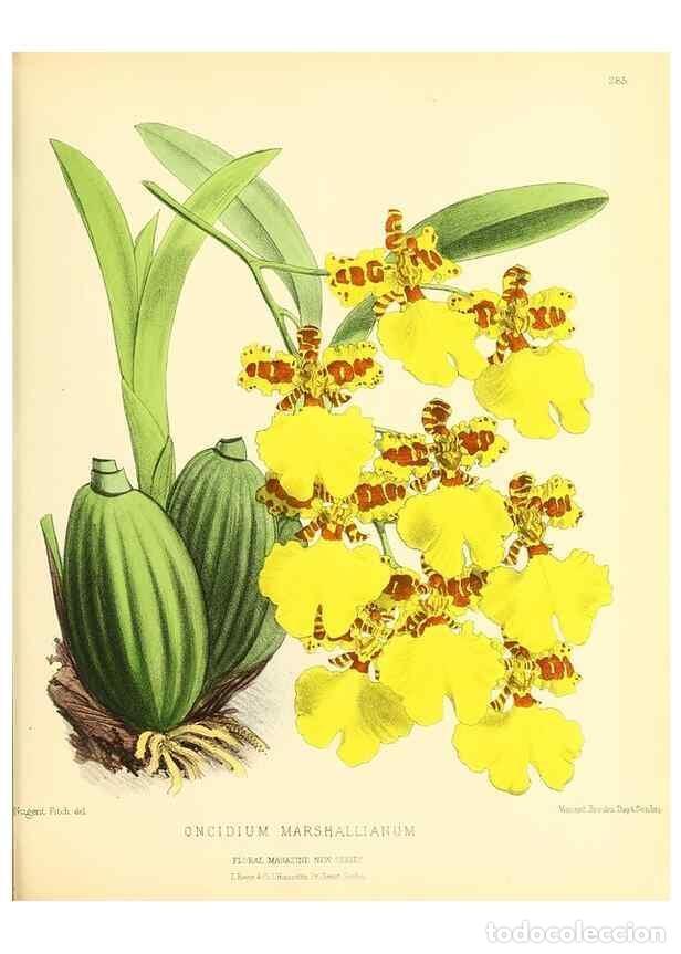 Collection Magazines and Newspapers: Reproducci&oacute;n/Reproduction 49693646993: The floral magazine;. London,L. Reeve & Co.. - Dombrain, Henr