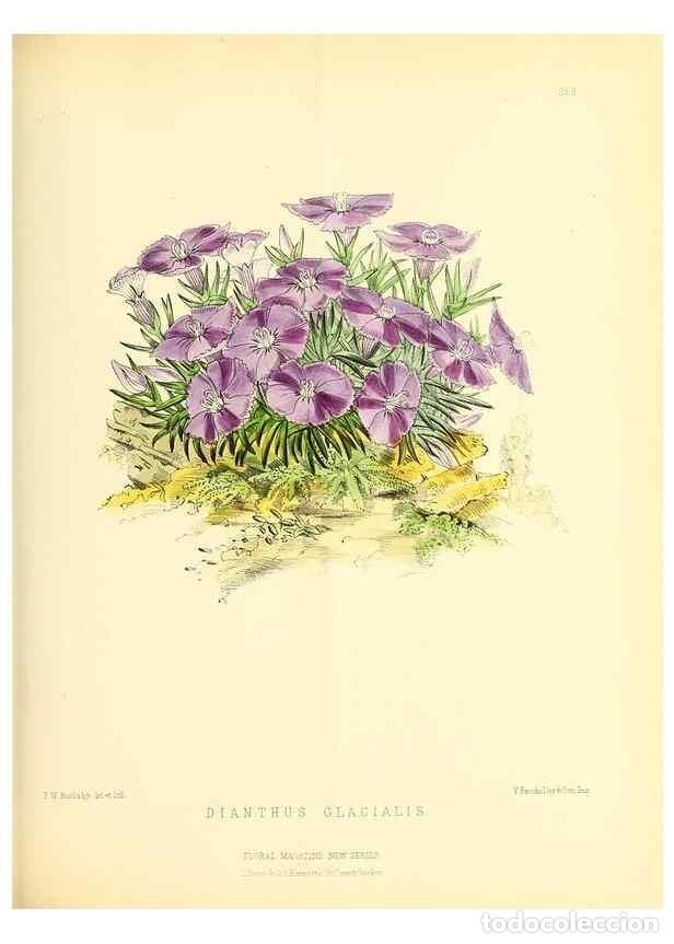 Collection Magazines and Newspapers: Reproducci&oacute;n/Reproduction 49694488277: The floral magazine;. London,L. Reeve & Co.. - Dombrain, Henr