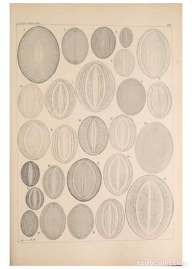 Collection Magazines and Newspapers: Reproducci&oacute;n/Reproduction 49385120648: Atlas der Diatomaceen-Kunde /. Leipzig :O.R. Reisland,[1874-1