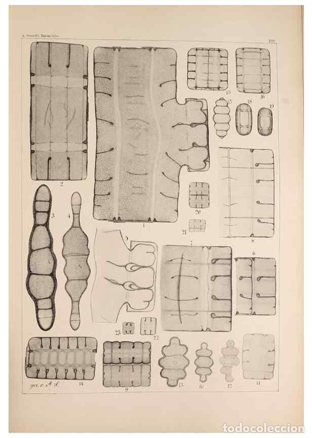 Collection Magazines and Newspapers: Reproducci&oacute;n/Reproduction 49385588616: Atlas der Diatomaceen-Kunde /. Leipzig :O.R. Reisland,[1874-1