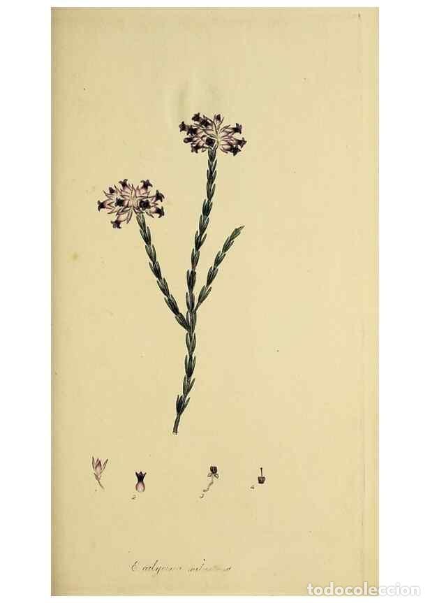 Collection Magazines and Newspapers: Reproducci&oacute;n/Reproduction 49720466698: The heathery, or, A monograph of the genus Erica :. London :H