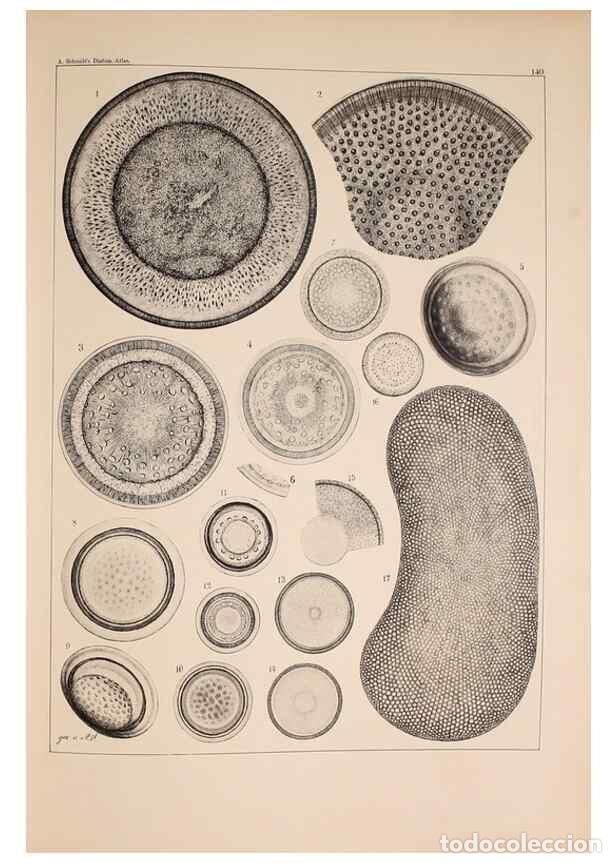Collection Magazines and Newspapers: Reproducci&oacute;n/Reproduction 49388870188: Atlas der Diatomaceen-Kunde /. Leipzig :O.R. Reisland,[1874-1