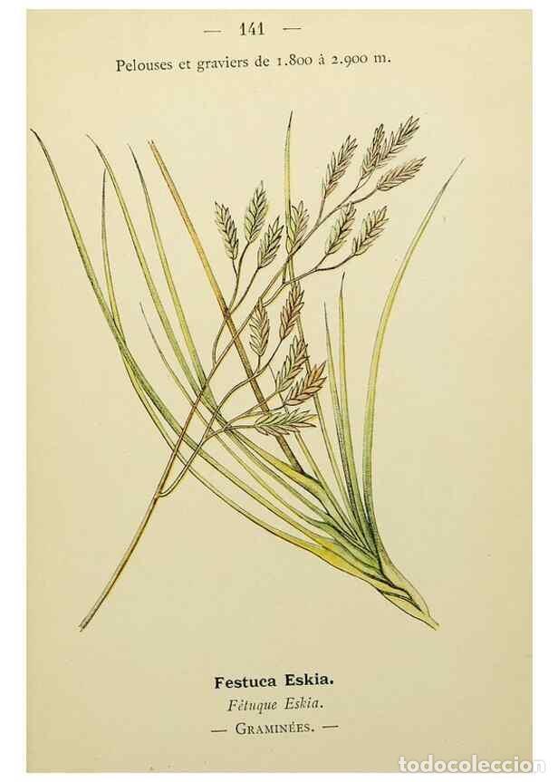 Collection Magazines and Newspapers: Reproducci&oacute;n/Reproduction 49345343611: Nouvelle flore colori&eacute;e de poche des Alpes et des Pyr&eacute;n&eacute;es..