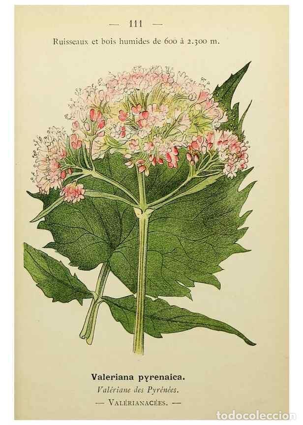 Collection Magazines and Newspapers: Reproducci&oacute;n/Reproduction 49345545177: Nouvelle flore colori&eacute;e de poche des Alpes et des Pyr&eacute;n&eacute;es..