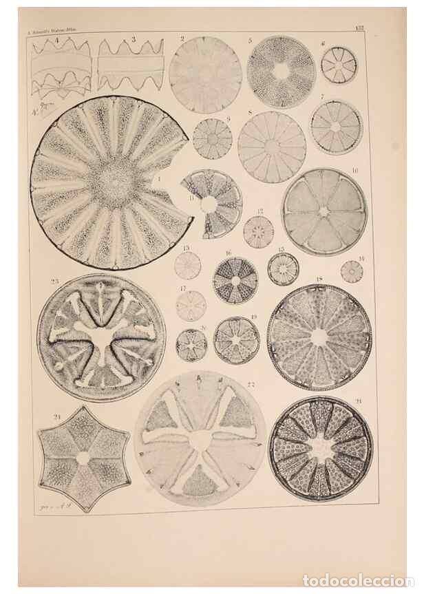 Collection Magazines and Newspapers: Reproducci&oacute;n/Reproduction 49389339626: Atlas der Diatomaceen-Kunde /. Leipzig :O.R. Reisland,[1874-1