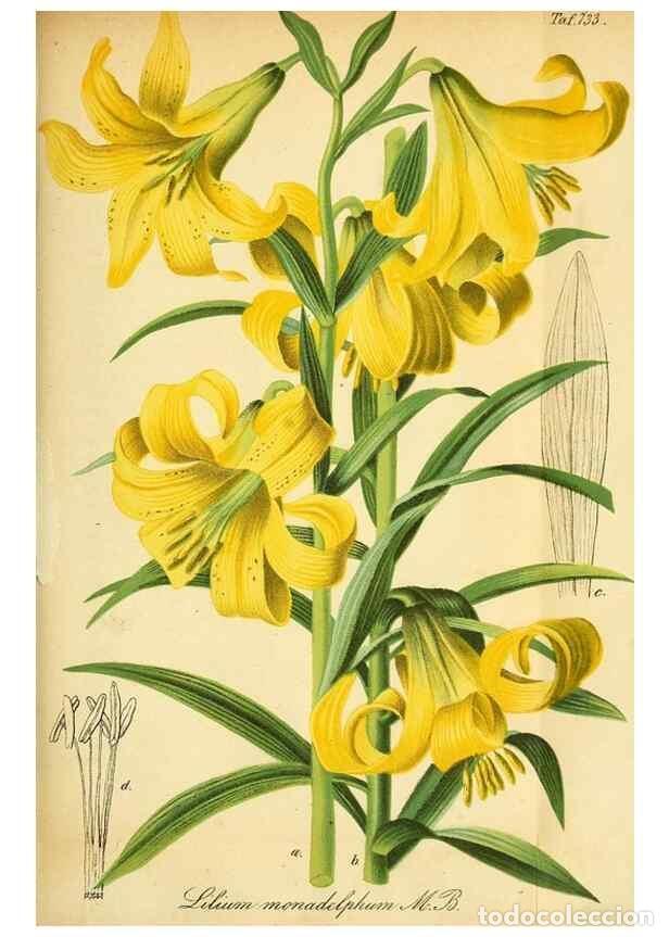 Collection Magazines and Newspapers: Reproducci&oacute;n/Reproduction 49704667121: Gartenflora.. Erlangen :F. Enke,1852-1940.. - Deutsche Garten