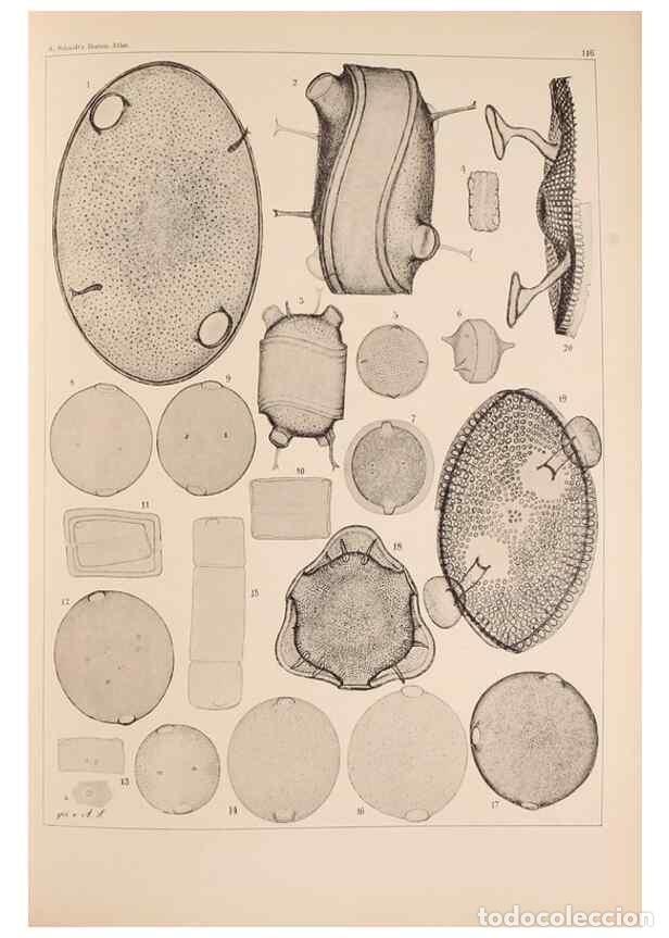 Collection Magazines and Newspapers: Reproducci&oacute;n/Reproduction 49389534037: Atlas der Diatomaceen-Kunde /. Leipzig :O.R. Reisland,[1874-1
