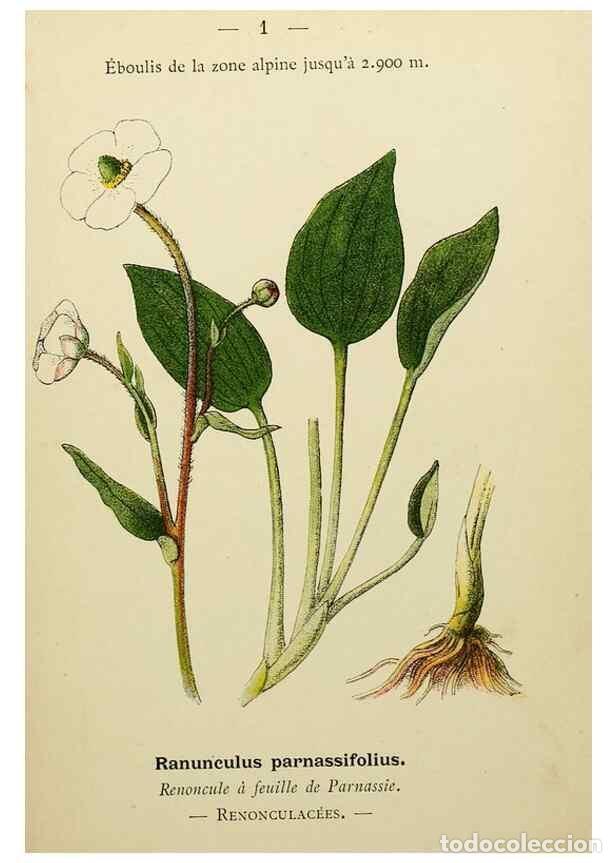 Collection Magazines and Newspapers: Reproducci&oacute;n/Reproduction 49345387176: Nouvelle flore colori&eacute;e de poche des Alpes et des Pyr&eacute;n&eacute;es..