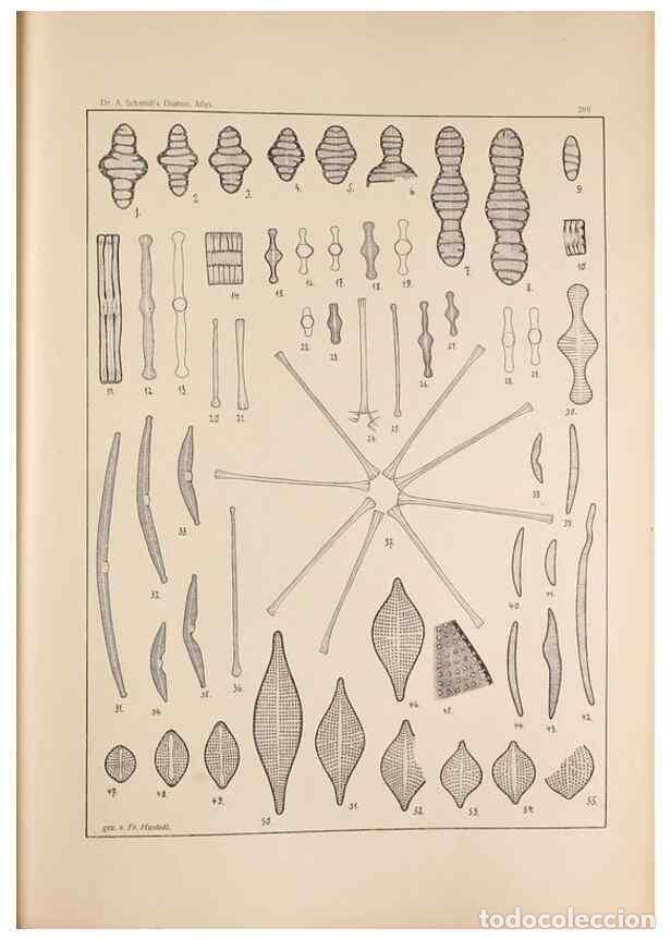 Collection Magazines and Newspapers: Reproducci&oacute;n/Reproduction 49352428661: Atlas der Diatomaceen-Kunde /. Leipzig :O.R. Reisland,[1874-1