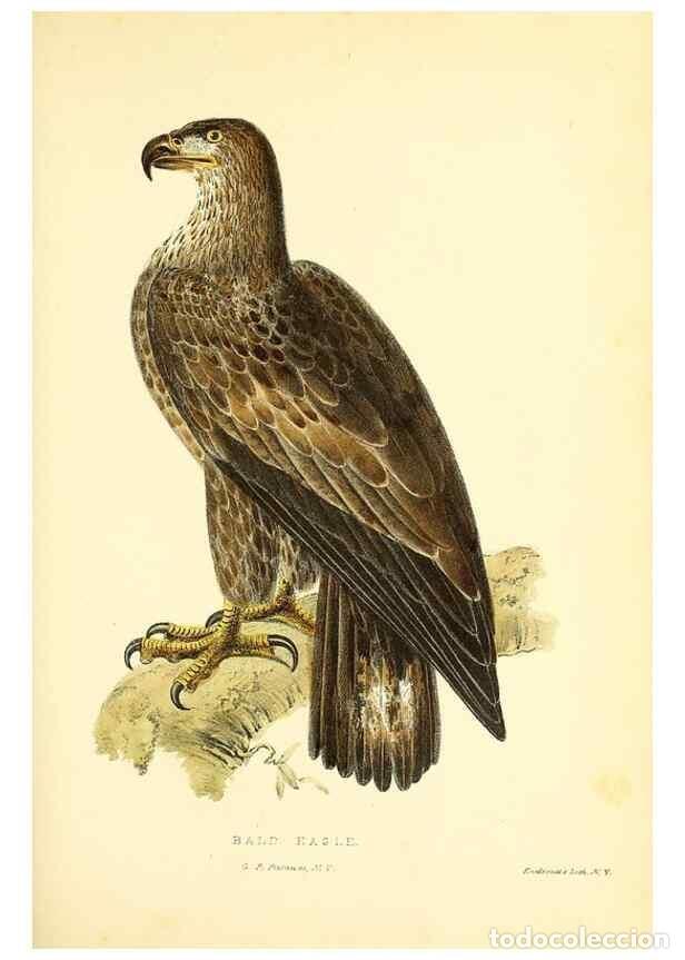 Collection Magazines and Newspapers: Reproducci&oacute;n/Reproduction 49352477018: Rural hours. New York,George P. Putnam,1851.. - Cooper, Susan