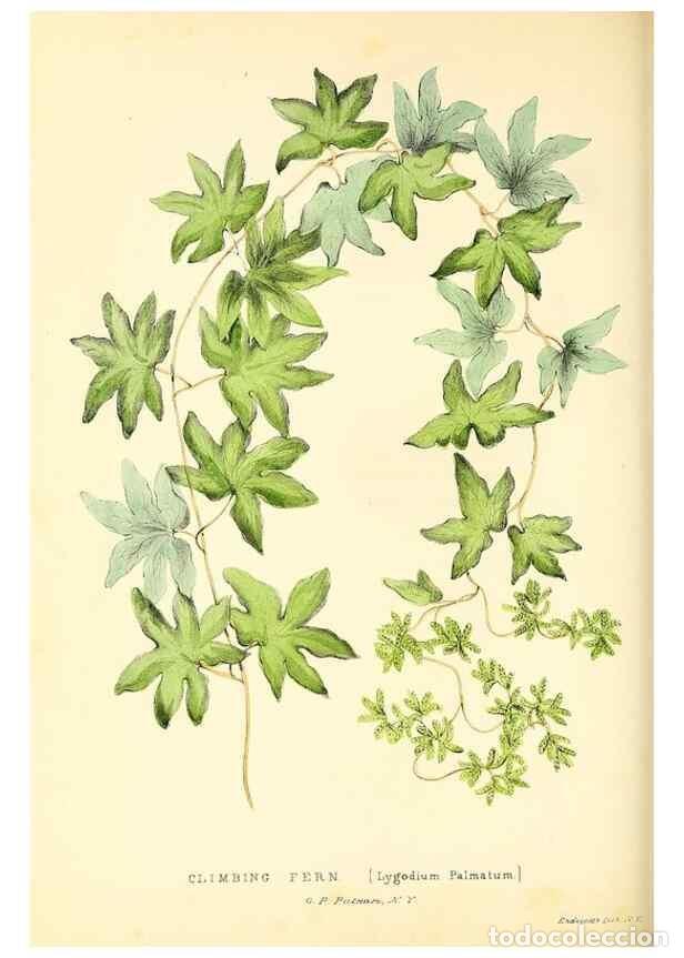 Coleccionismo de Revistas y Peri&oacute;dicos: Reproducci&oacute;n/Reproduction 49353139707: Rural hours. New York,George P. Putnam,1851.. - Cooper, Susan